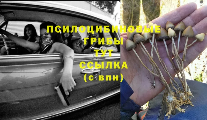 где найти наркотики  Пикалёво  Псилоцибиновые грибы Psilocybe 